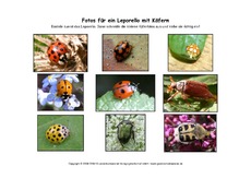 Leporello-Käfer-Fotos.pdf
